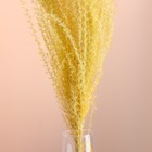Набор сухоцветов "Мискантус", банч 3-5 шт, длина 60 (+/- 6 см), желтый - фото 9669485