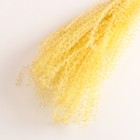 Набор сухоцветов "Мискантус", банч 3-5 шт, длина 60 (+/- 6 см), желтый - фото 9669486