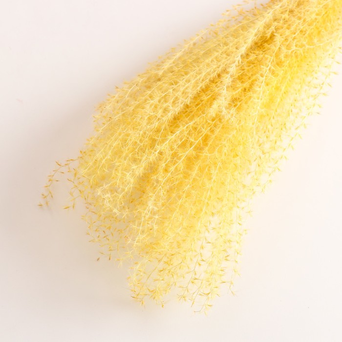 Набор сухоцветов "Мискантус", банч 3-5 шт, длина 60 (+/- 6 см), желтый