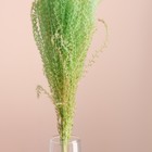 Набор сухоцветов "Мискантус", банч 3-5 шт, длина 60 (+/- 6 см), зелёный - фото 9669489