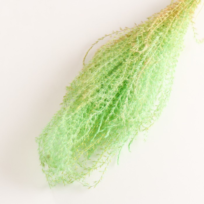 Набор сухоцветов "Мискантус", банч 3-5 шт, длина 60 (+/- 6 см), зелёный