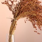 Набор сухоцветов "Сорго", банч 3-5 шт, длина 60 (+/- 6 см), натуральный - Фото 2