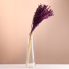 Набор сухоцветов "Сорго", банч 3-5 шт, длина 60 (+/- 6 см), фиолетовый - фото 3444929