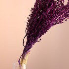 Набор сухоцветов "Сорго", банч 3-5 шт, длина 60 (+/- 6 см), фиолетовый - фото 9669501