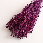 Набор сухоцветов "Сорго", банч 3-5 шт, длина 60 (+/- 6 см), фиолетовый - Фото 3