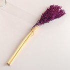 Набор сухоцветов "Сорго", банч 3-5 шт, длина 60 (+/- 6 см), фиолетовый - Фото 4
