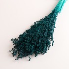 Набор сухоцветов "Сорго", банч 3-5 шт, длина 60 (+/- 6 см), изумрудный - Фото 3