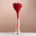 Набор сухоцветов "Сорго", банч 3-5 шт, длина 60 (+/- 6 см), красный - фото 110072773