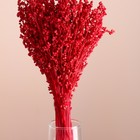 Набор сухоцветов "Сорго", банч 3-5 шт, длина 60 (+/- 6 см), красный - фото 9669509