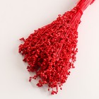 Набор сухоцветов "Сорго", банч 3-5 шт, длина 60 (+/- 6 см), красный - фото 9669510