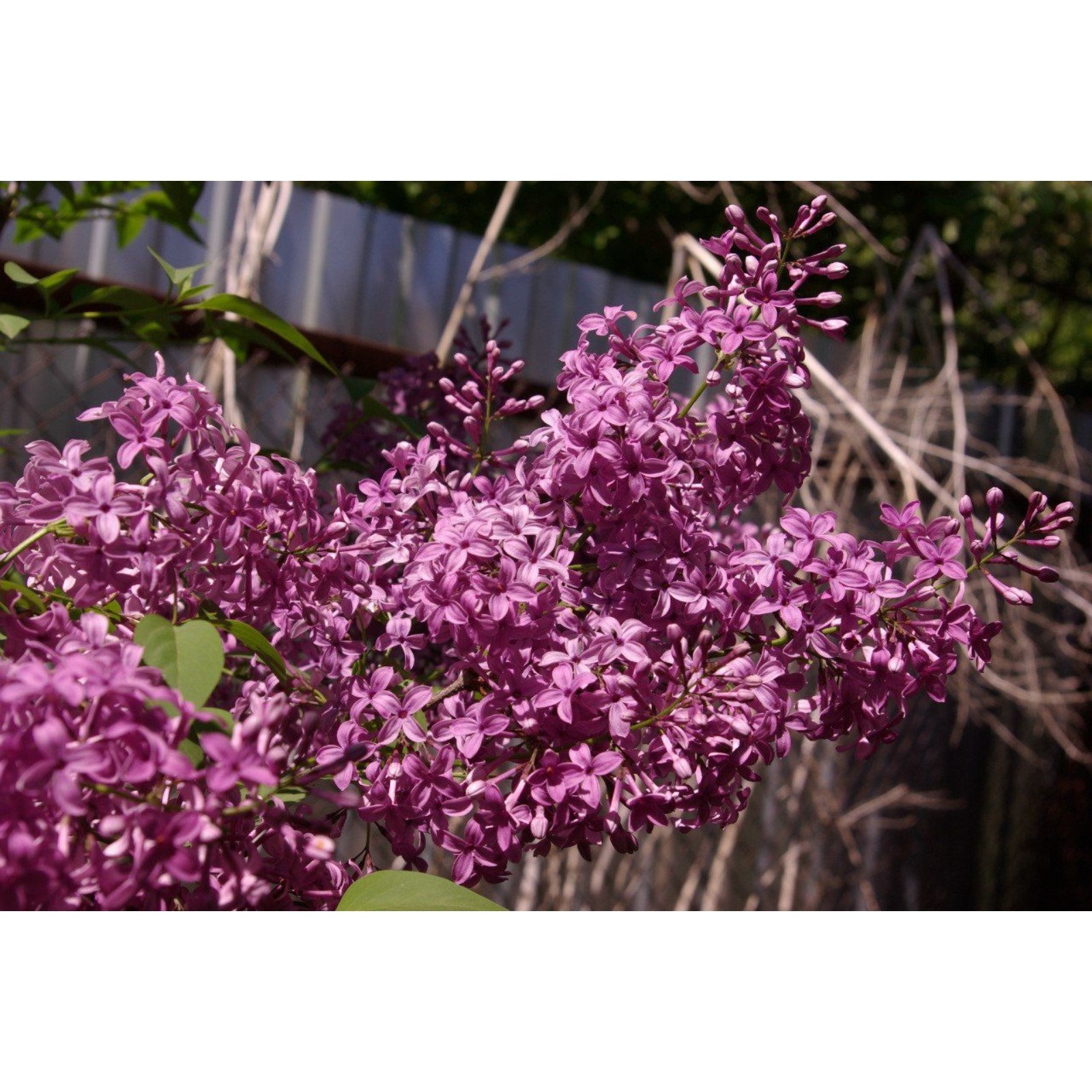 Сирень китайская: найдено 87 изображений