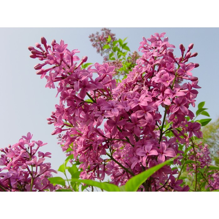 сирень китайская :: Ольга Варванец - Социальная сеть ФотоКто