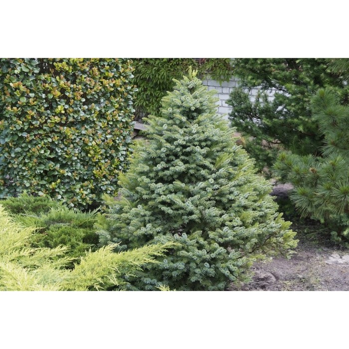 Ель сербская, Picea omorika купить в Москве, растения по цене от 490 руб. в пито