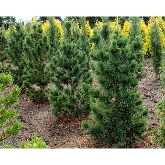 Европейская сосна фото Европейская сосна фото