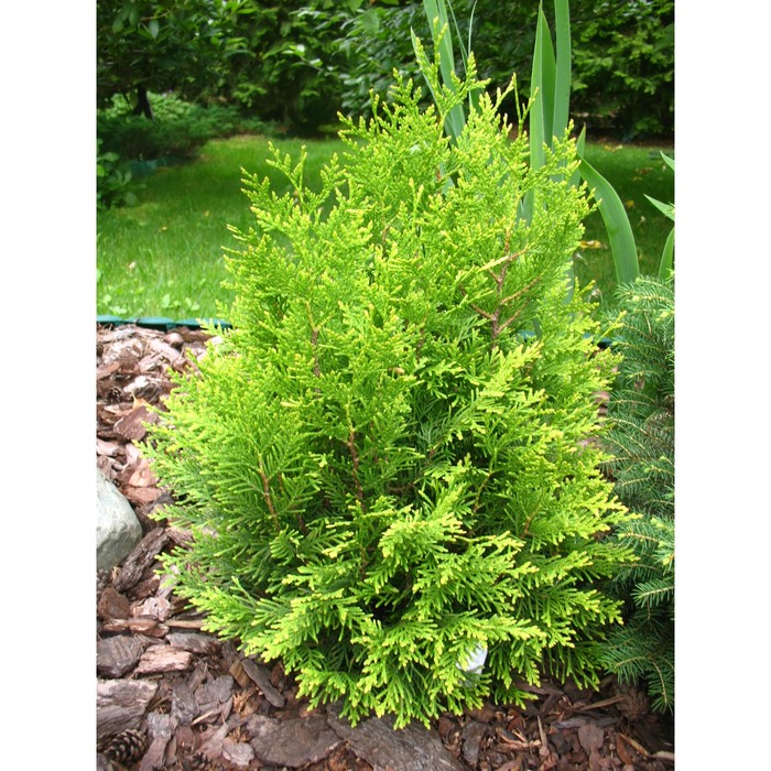 Мику туя описание фото Мику туя описание фото