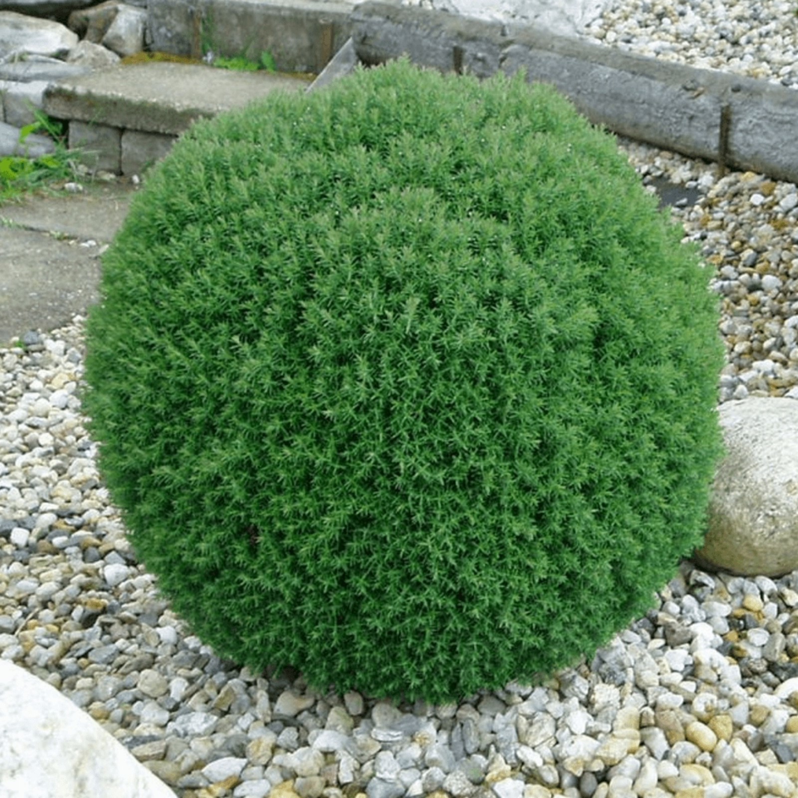 Шар из хвойника. Шарик хвойные. Туя западная тедди (teddy). Шарик хвойные. Елка шаром растение.