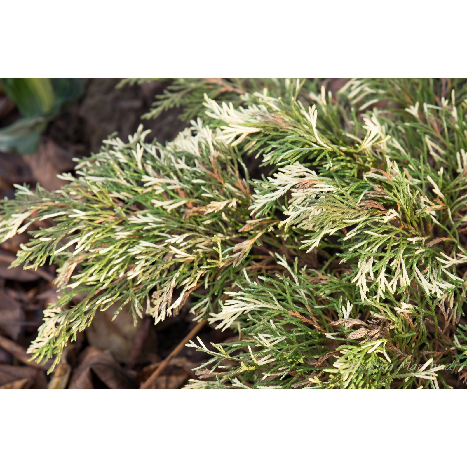 Микробиота перекрестнопарная Карнавал