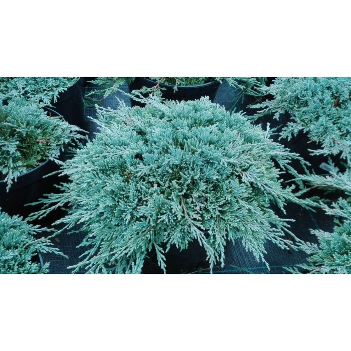 Можжевельник горизонтальный Айси Блю: купить саженцы Juniperus horizontalis Icee