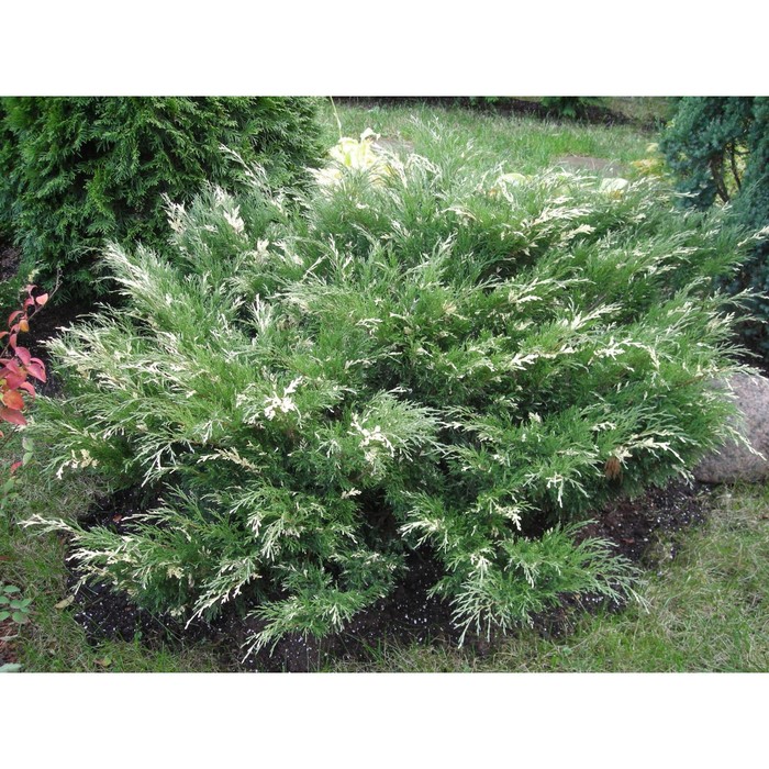 Можжевельник: посадка и уход в открытом грунте. Виды и сорта можжевельника с фот