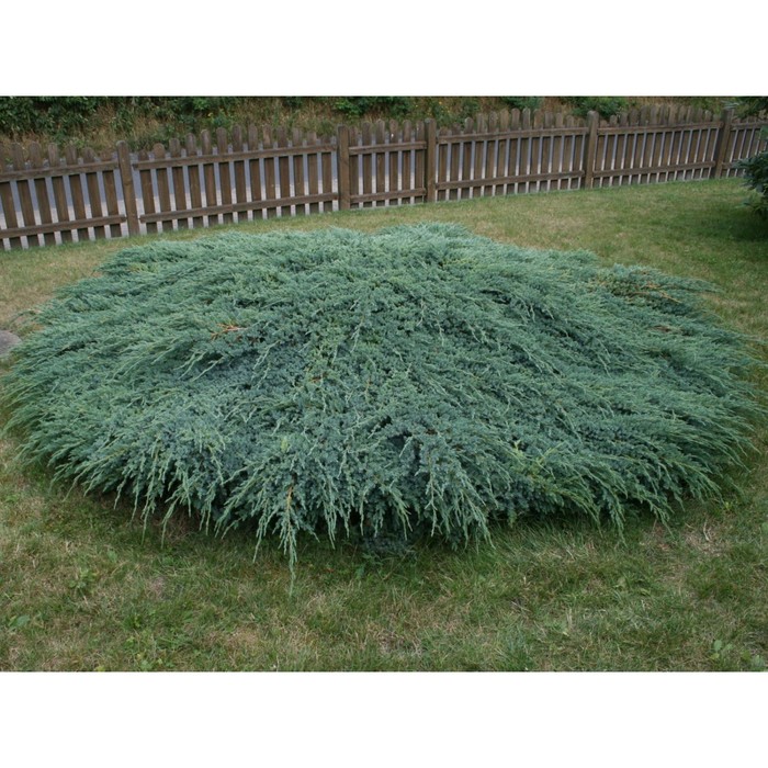 Можжевельник чешуйчатый Блю Карпет Co 2 - купить в ОМА