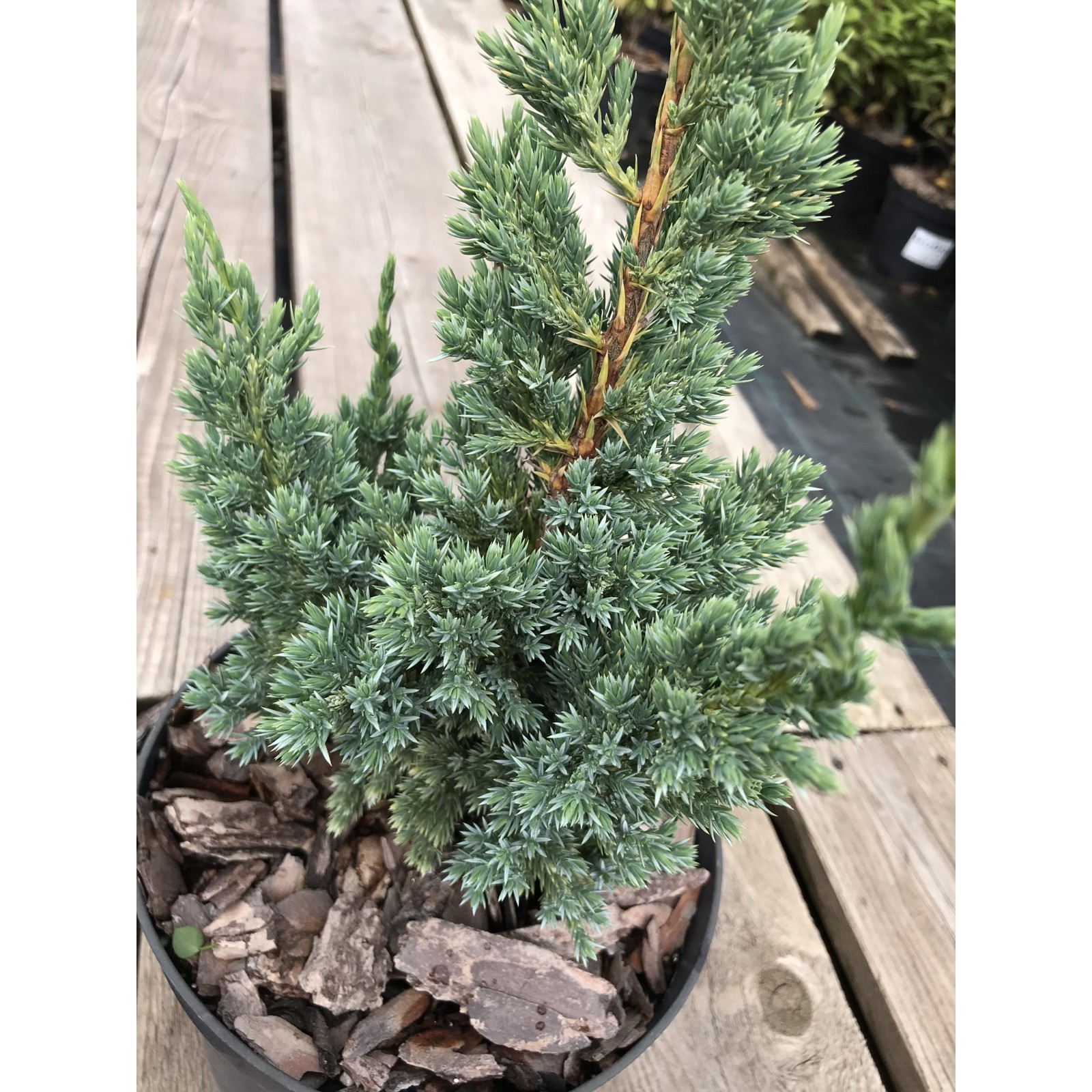 Растение можжевельник чешуйчатый Блю Компакт P26 60-80см в Москве и области - ку