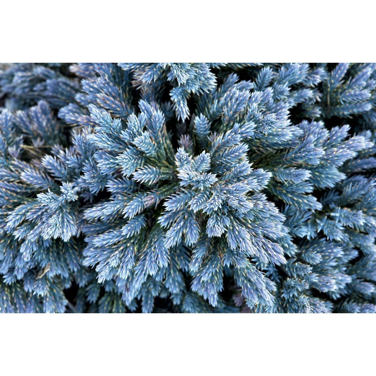 Можжевельник блю стар на участке - купить по низкой цене на Яндекс Маркете