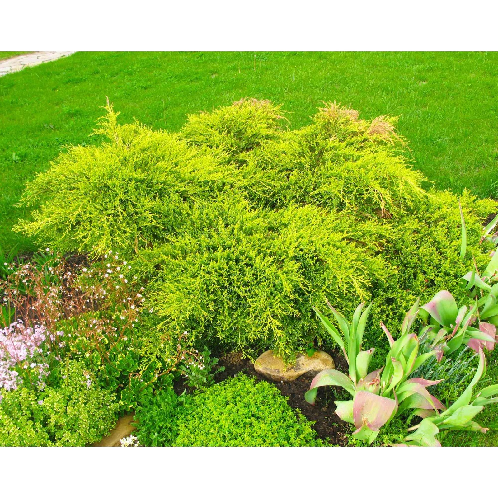Можжевельник китайский 'Gold Coast' ('Голд Кост', Juniperus x pfitzeriana 'Aurea