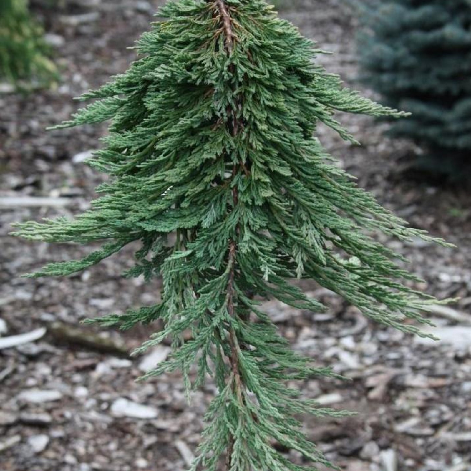 Купить можжевельник горизонтальный панкейк в садовом центре АгроСАД - Москва и М