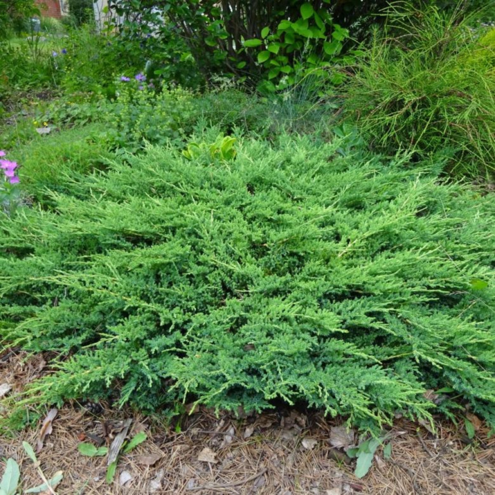 Можжевельник горизонтальный Принц Уэльский - купить саженцы Juniperus horizontal
