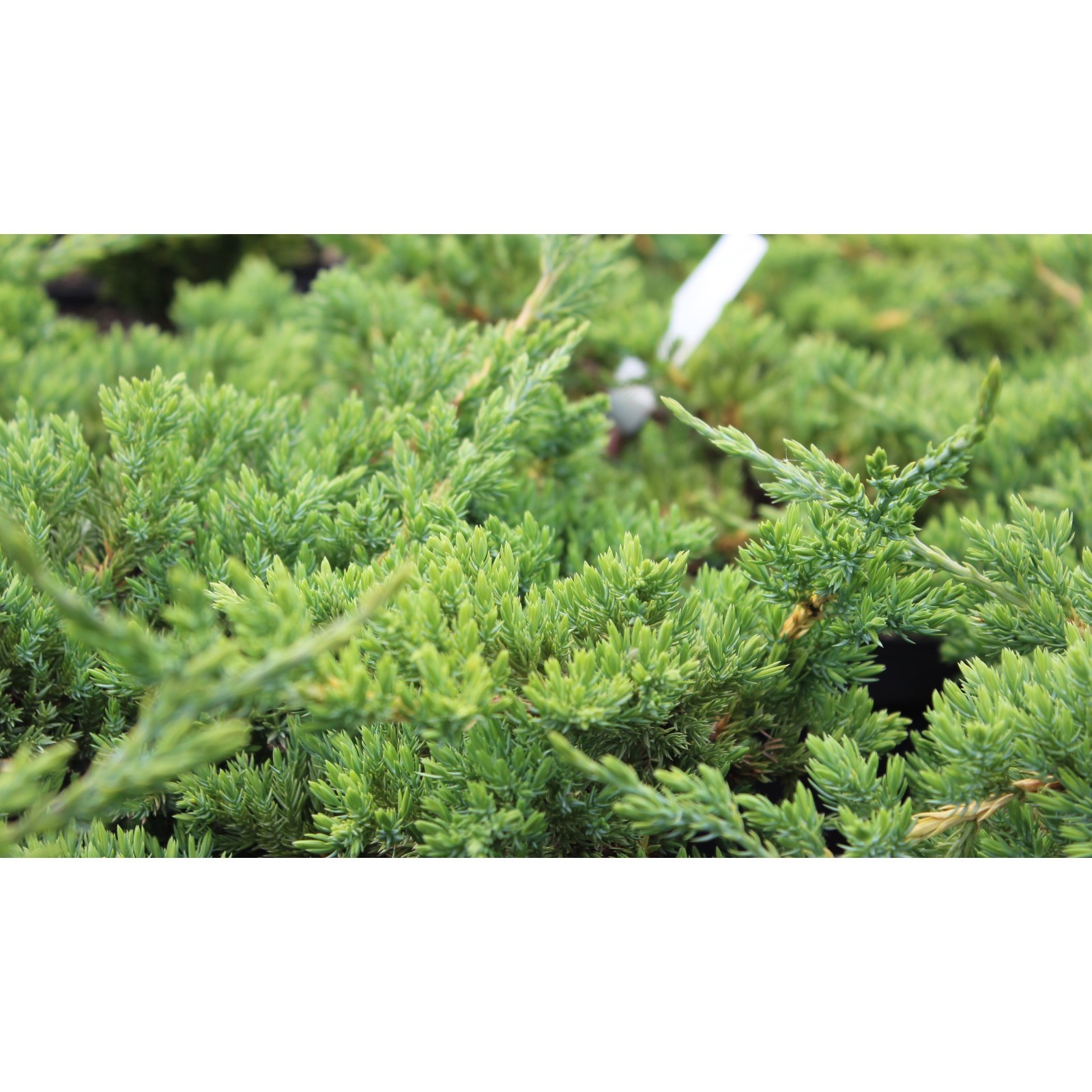 Ялівець лускатий "Hunnetorp" (контейнер Р9, висота 10-12 см) купити поштою в Оде