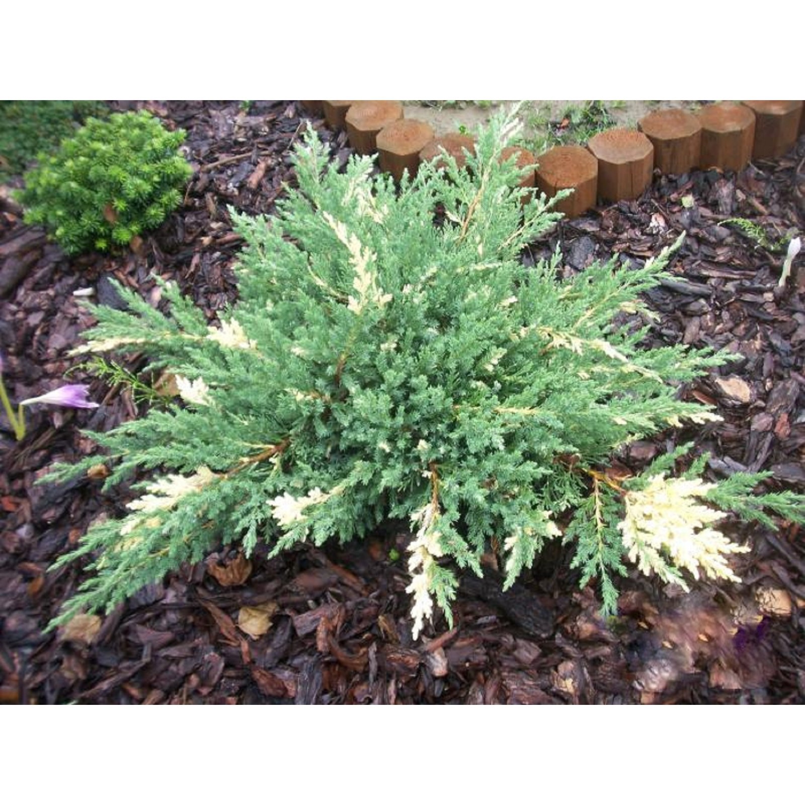 Можжевельник казацкий Variegata в Екатеринбурге
