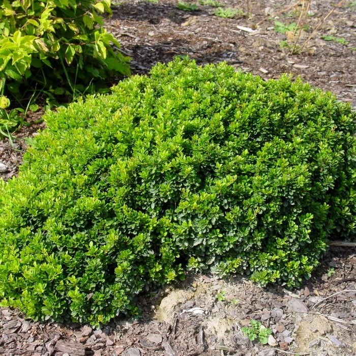 Барбарис Тунберга Коболд купить в Нижнем Новгороде из питомника СВ-САД