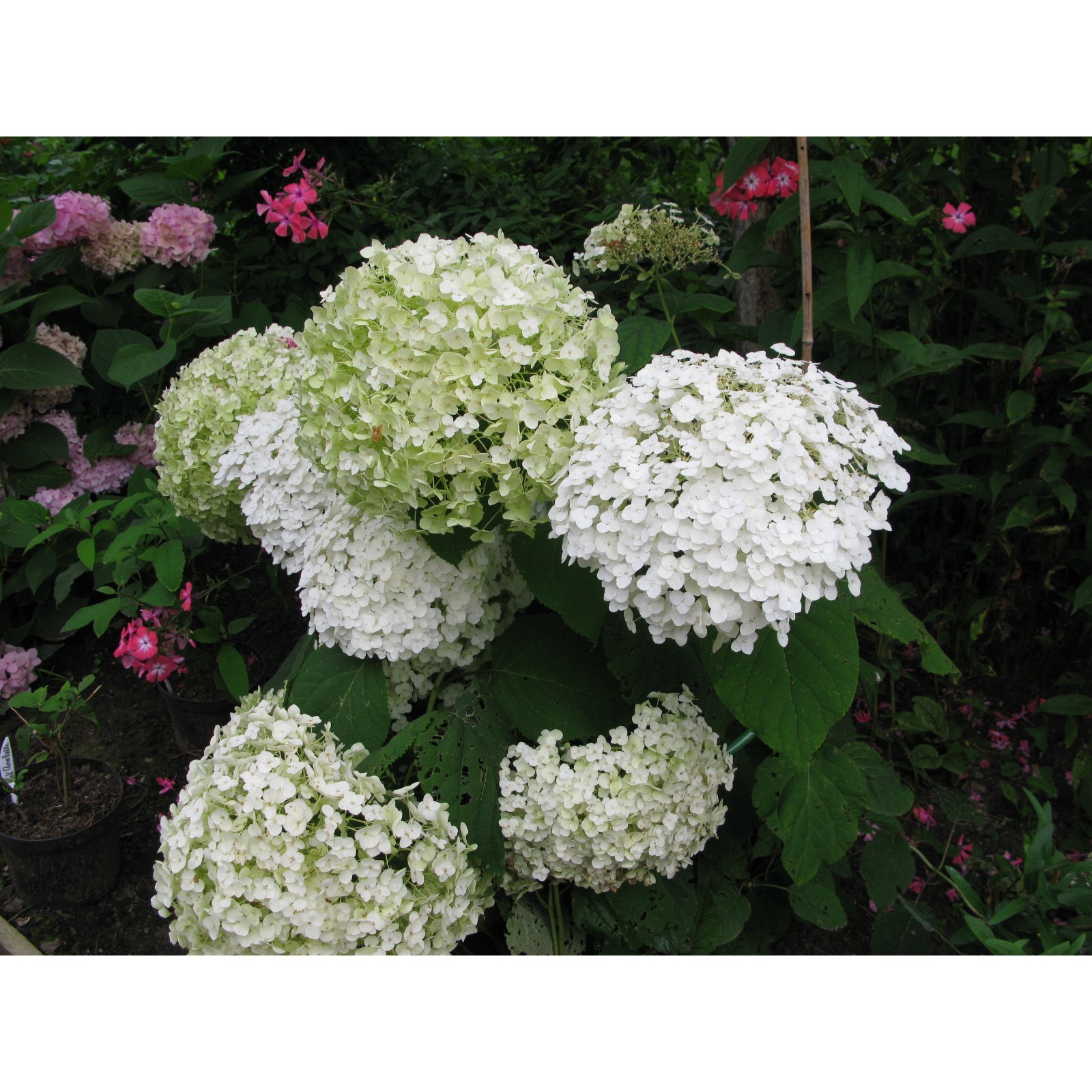 Инкредибл гортензия древовидная фото и описание Инкредибл гортензия древовидная фото и описание