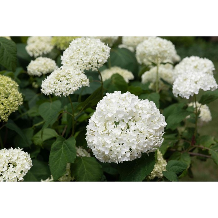 Гортензия метельчатая инкредибл фото Гортензия метельчатая инкредибл фото