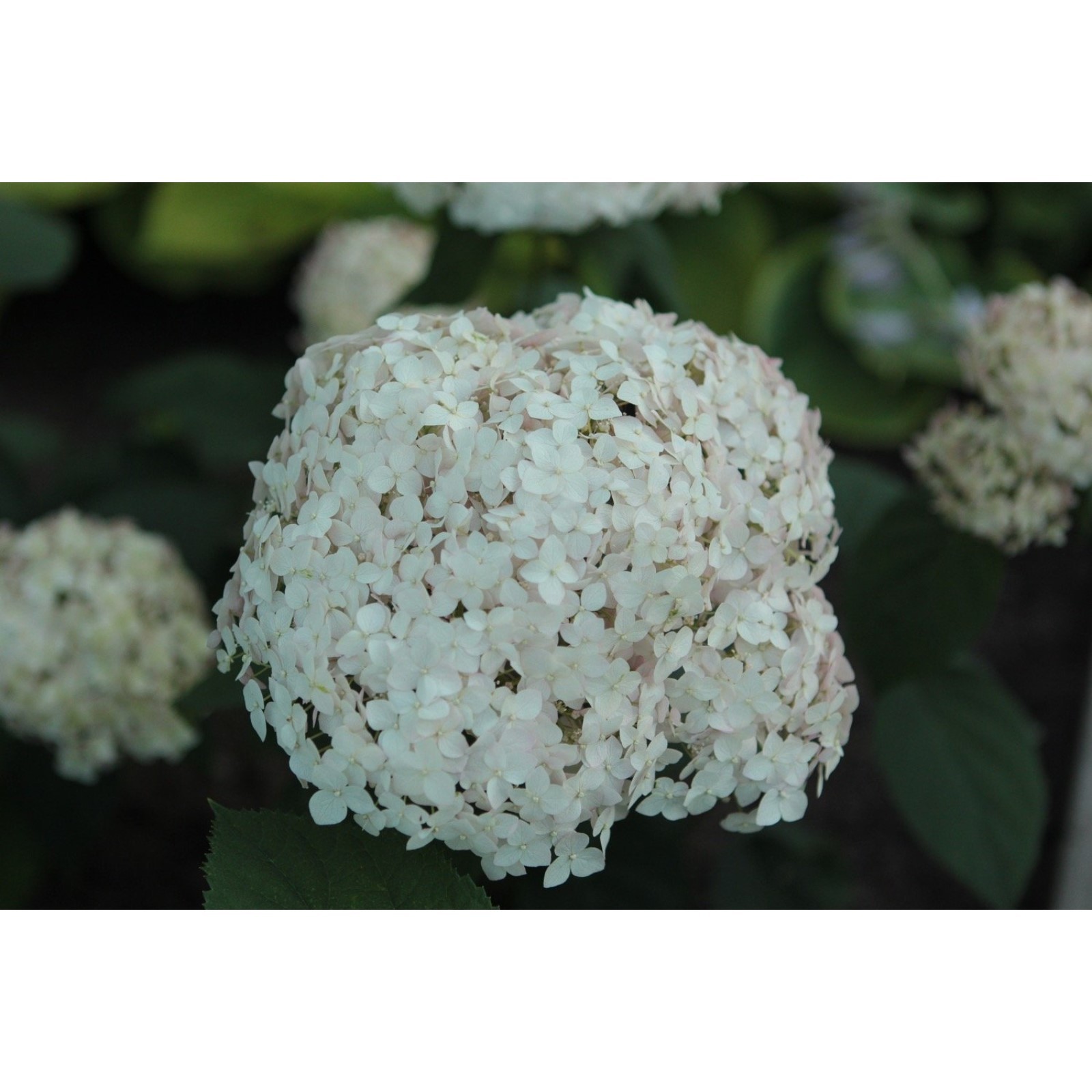 Кандибель маршмеллоу гортензия древовидная описание и фото Кандибель маршмеллоу гортензия древовидная описание и фото