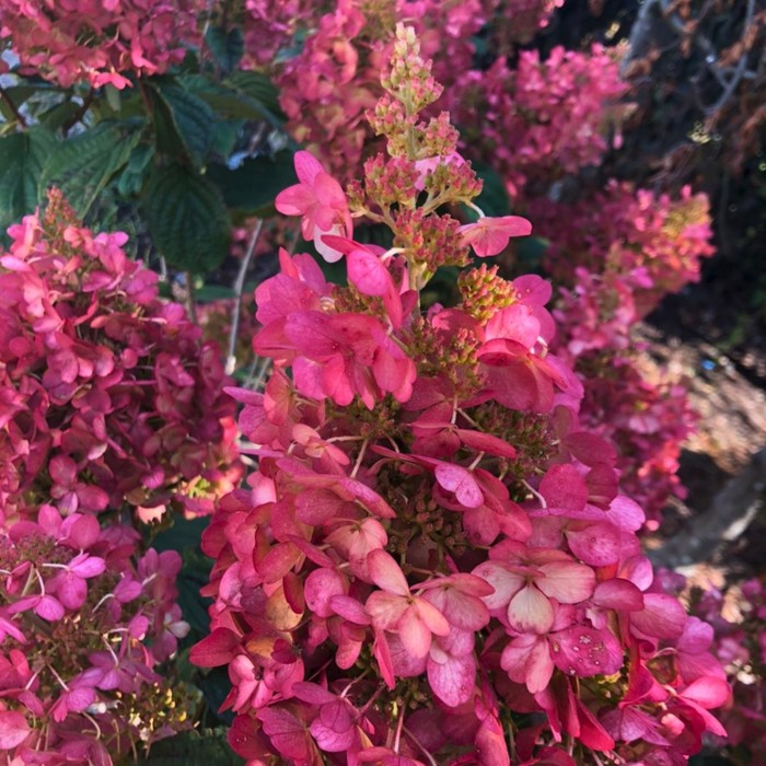 Гортензия метельчатая Petite Cherry - Купить саженцы в Екатеринбурге в интернет-