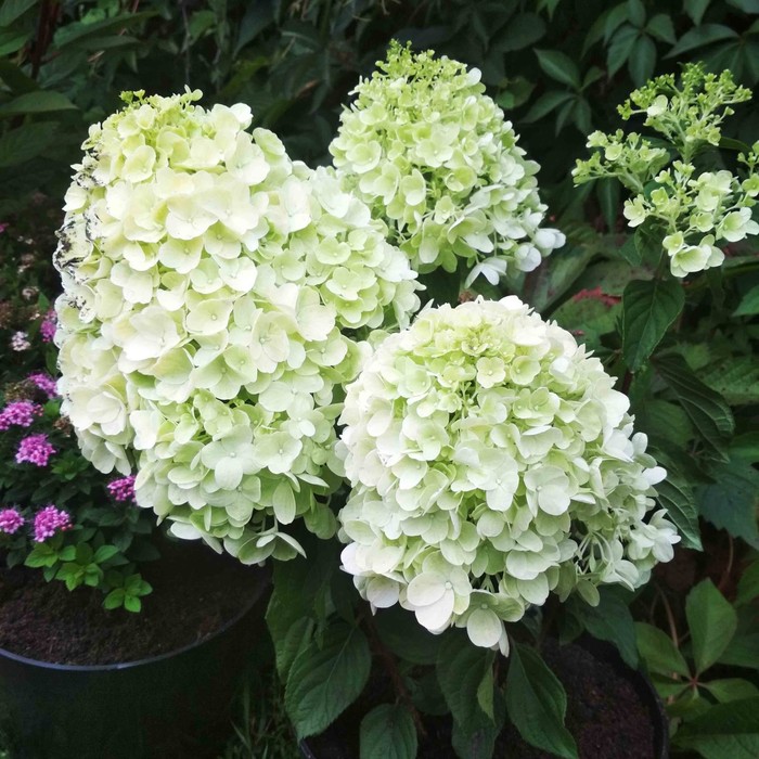 Гортензия саммер сноу описание и фото отзывы Гортензия саммер сноу описание и фото отзывы