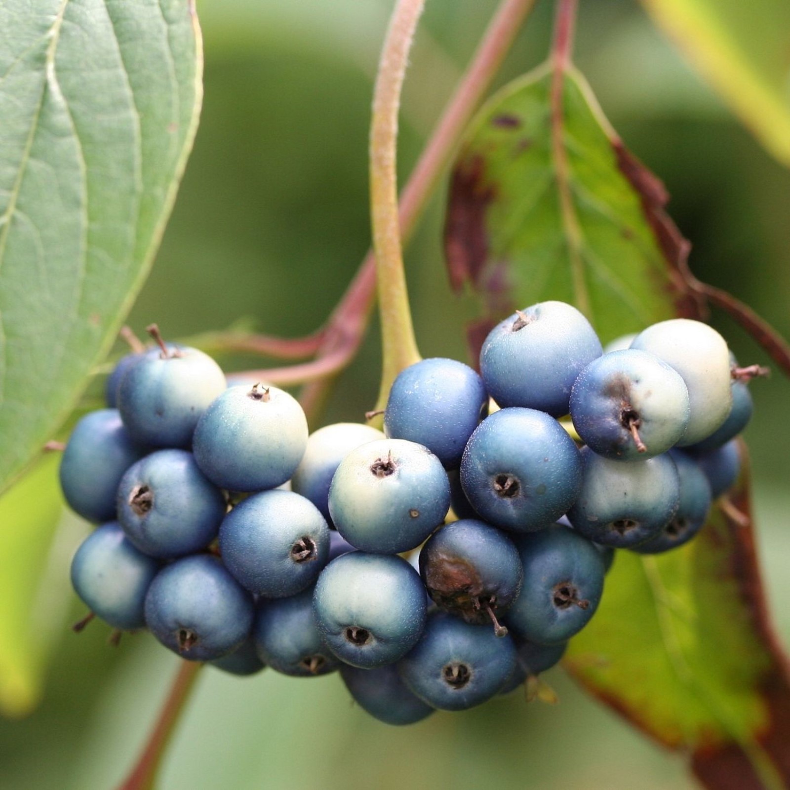 Лесные растения со несъедобными: найдено 89 изображений