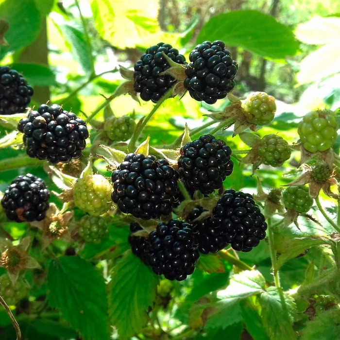 Ежевика агавам описание сорта фото отзывы садоводов Ежевика агавам описание сорта фото отзывы садоводов