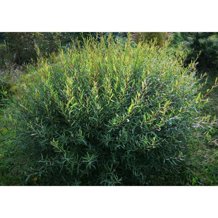 Ива пурпурная фото и описание кустарника