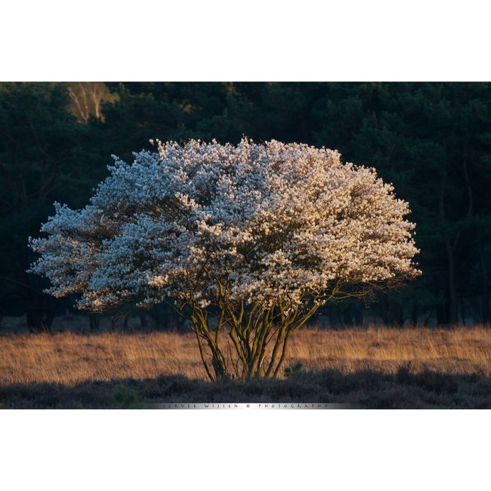 Ирга фото дерева Ирга фото дерева