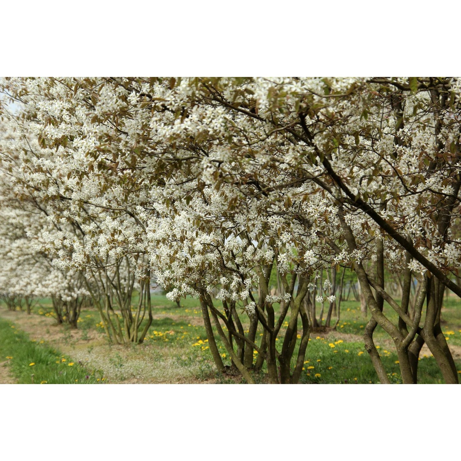 Ирга Ламарка. Ирга Ламарка (Amelanchier lamarckii). Ирга канадская "Ламарка" (Amelanchier lamarckii). Ирга канадская (Amelanchier canadensis).