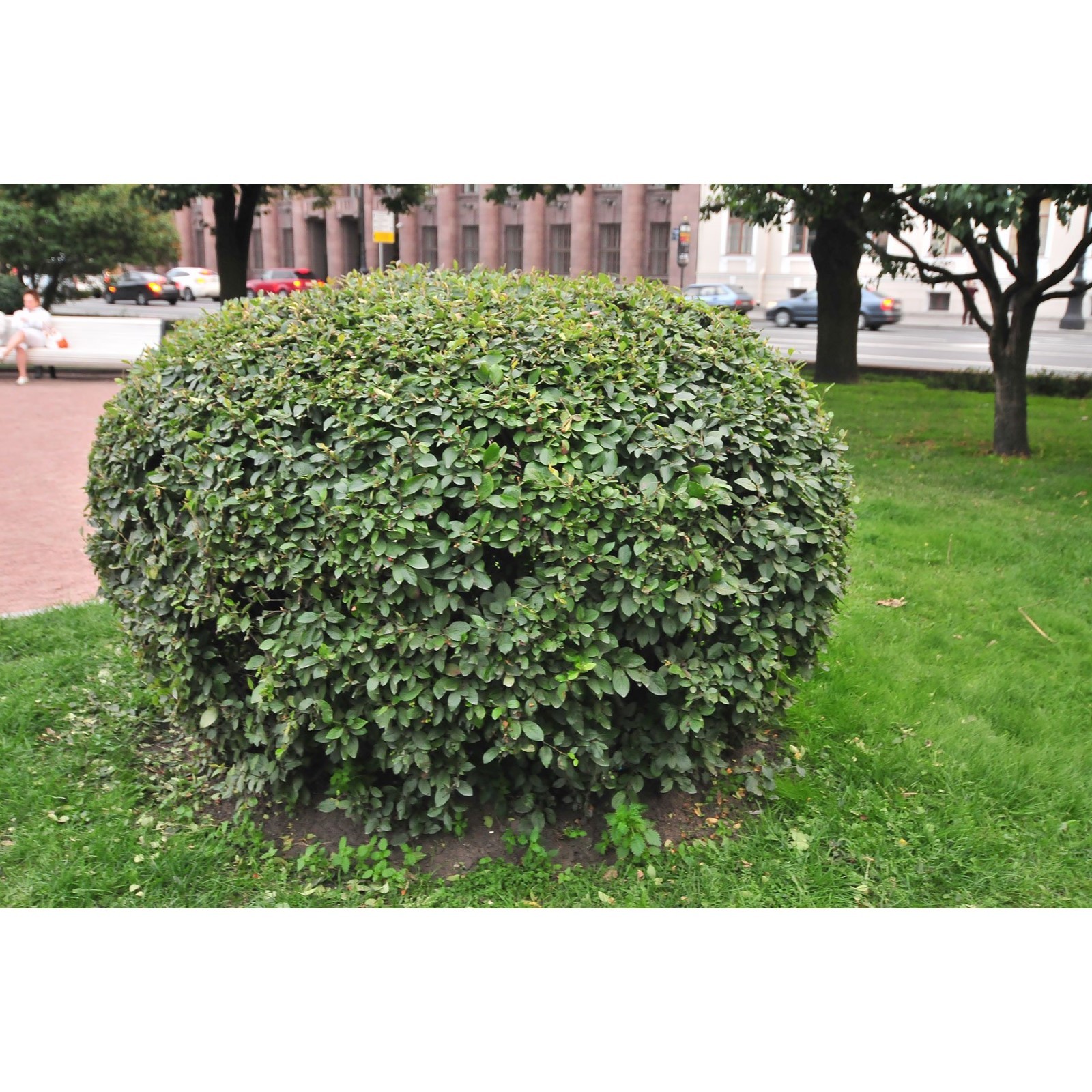 Кизильник блестящий в ландшафтном дизайне Кизильник блестящий в ландшафтном дизайне