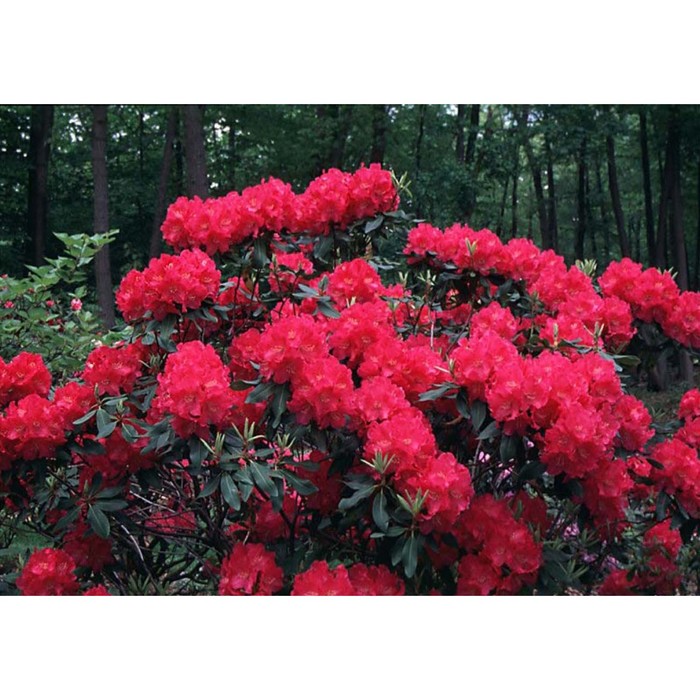 Рододендрон Нова Земля (красный) С5, в. 40-60, Весна 2024 - Фото 1