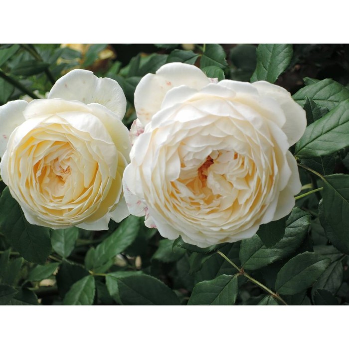 Роза английская Клер Остин С3, в. 40-60, Весна 2024 - Фото 1