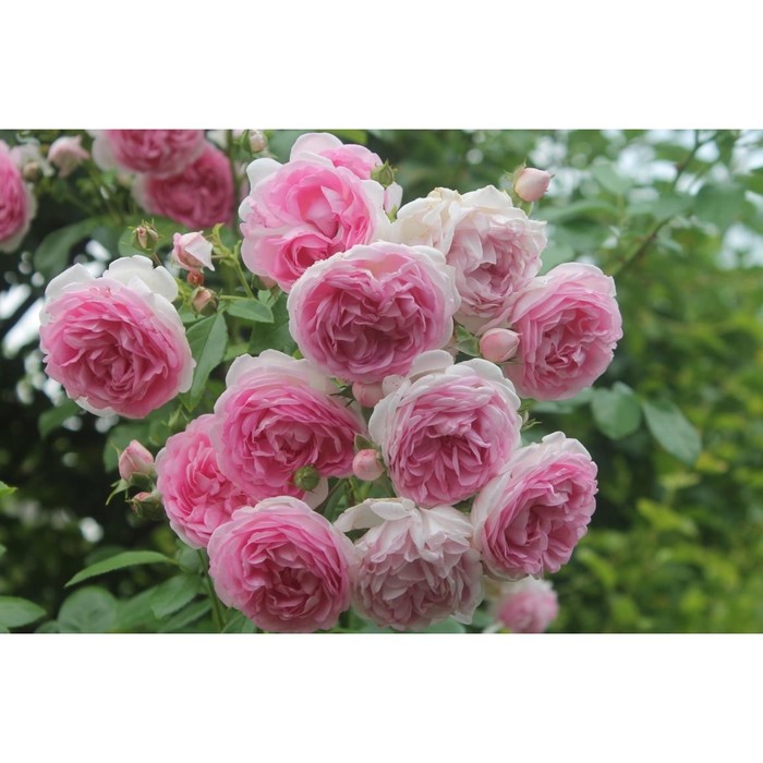 Роза плетистая Жасмина С3, в. 40-80, Весна 2024 - Фото 1