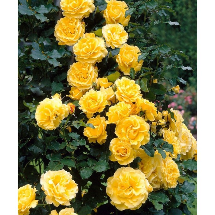Роза плетистая Казино С3, в. 40-80, Весна 2024 - Фото 1