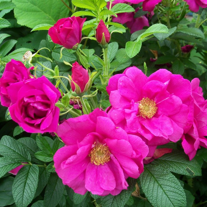 Роза ругоза  С2, в. 15-30, Весна 2024 - Фото 1