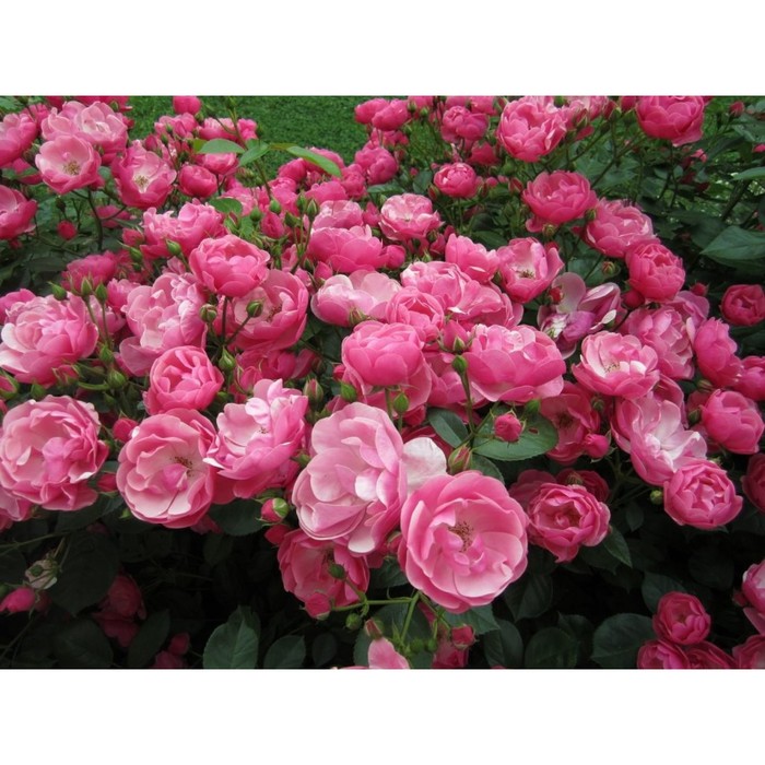 Роза флорибунда Ангела С3, в. 40-80, Весна 2024 - Фото 1