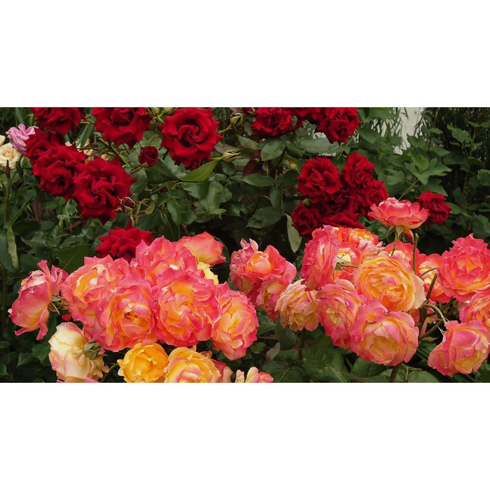 Роза флорибунда Арлекин Декор С3, в. 60-80, Весна 2024 - Фото 1